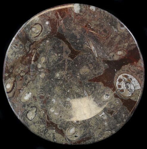Fossil Orthoceras & Goniatite Plate - Stoneware #37547